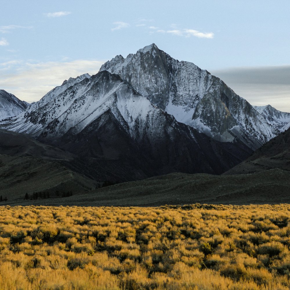 Mt Everest, the cash sale path